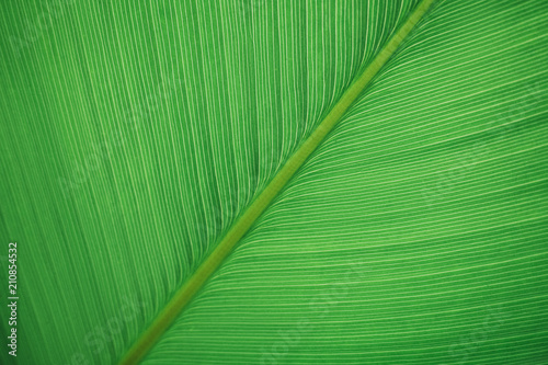 Texture of a green big leaf as background