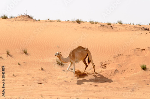 Camel running down the sand dunes