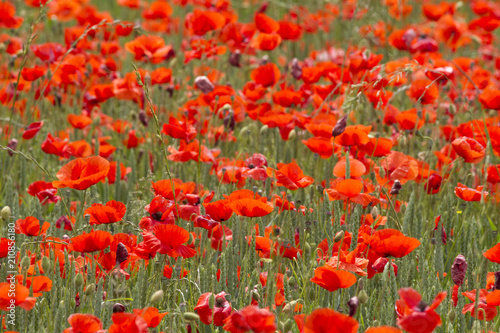 A field full of red poppy flowers between grasses at the edge of the forest