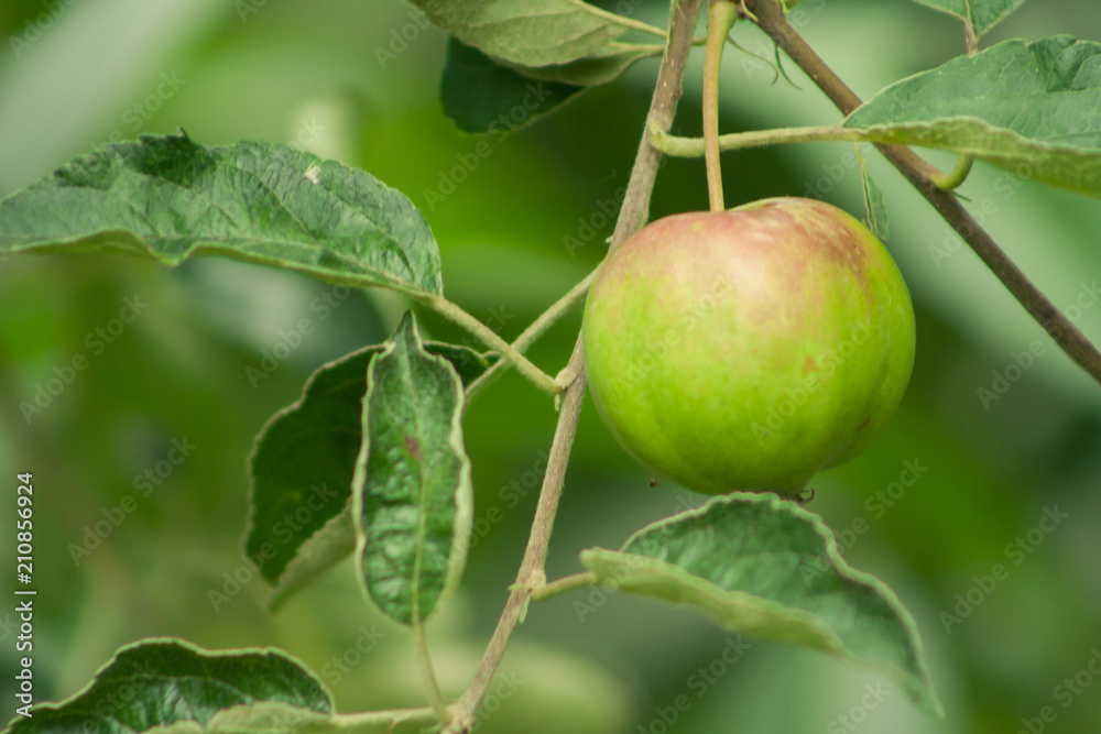 an unripe apple that acquires a red color. An apple hanging on a tree branch
