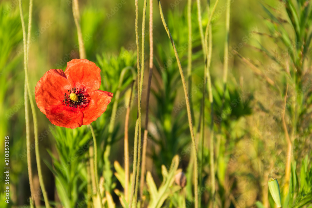 One red poppy flower blooming in the meadow One red poppy flower blooming in the meadow
