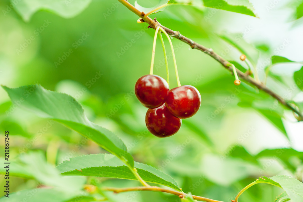 close-up of red ripe cherries on a tree branch on a green background close-up of red ripe cherries on a tree branch on a green background