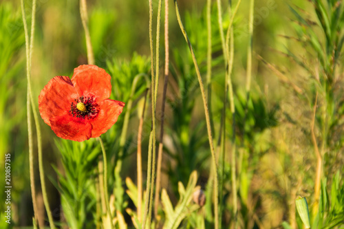 One red poppy flower blooming in the meadow