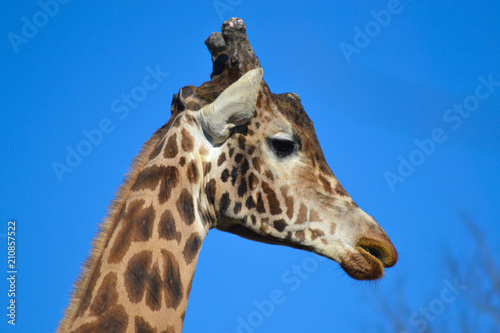 girafe © olivier