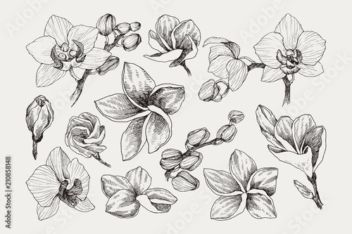 Big set of monochrome vintage flowers vector elements, Botanical flower decoration shabby chic illustration tropical orchid and plumeria isolated natural floral wildflowers leaves and twigs.
