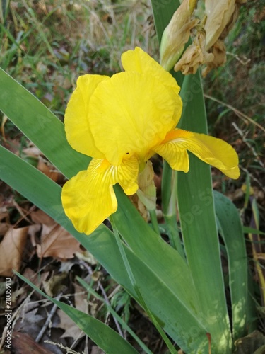 Iris Yellow Flower