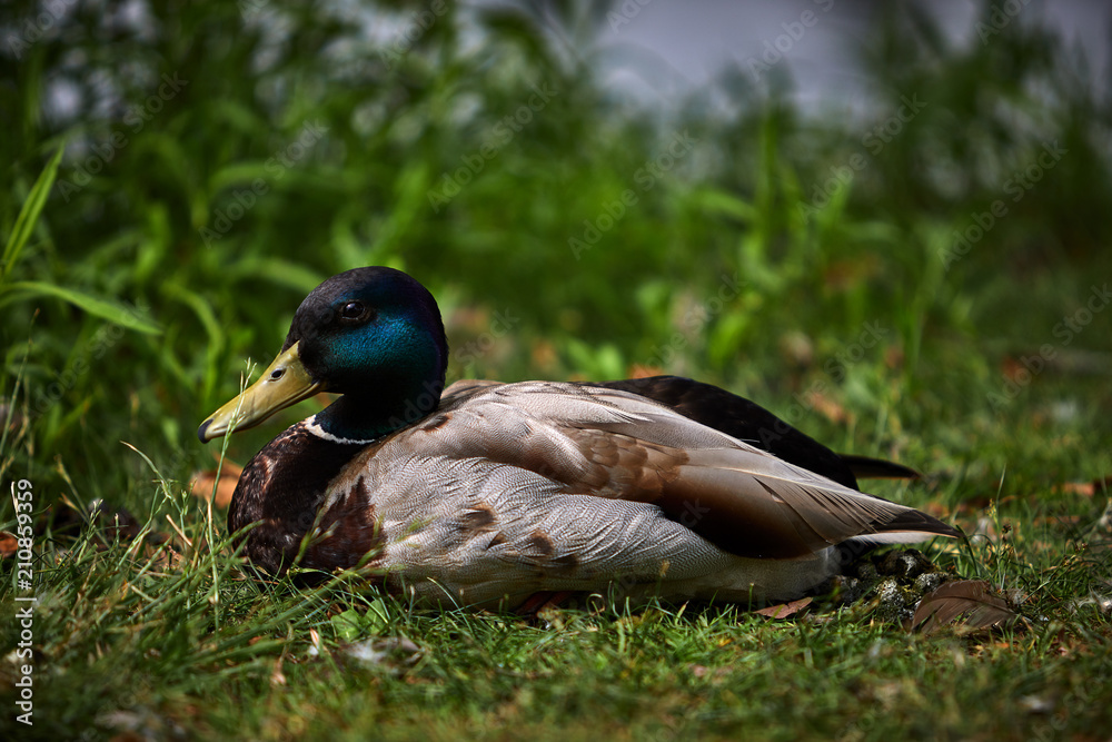 Obraz premium Mallard Duck at Rest