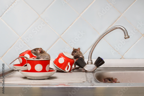 Three young rats (Rattus norvegicus) at kitchen. One rat sits in red cup. Fight with rodents in the apartment.
