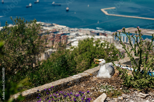 Seagull sitting in nest at the top of The Rock of Gibraltar, British overseas territory. Photo with shallow depth of field.