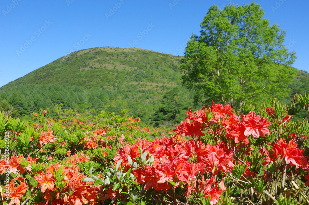 湯の丸高原のレンゲツツジ