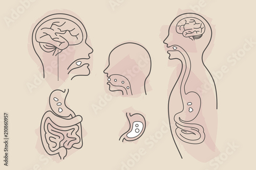 brain, stomach, large and small intestines digestive system eating food vector line art with color splashes
