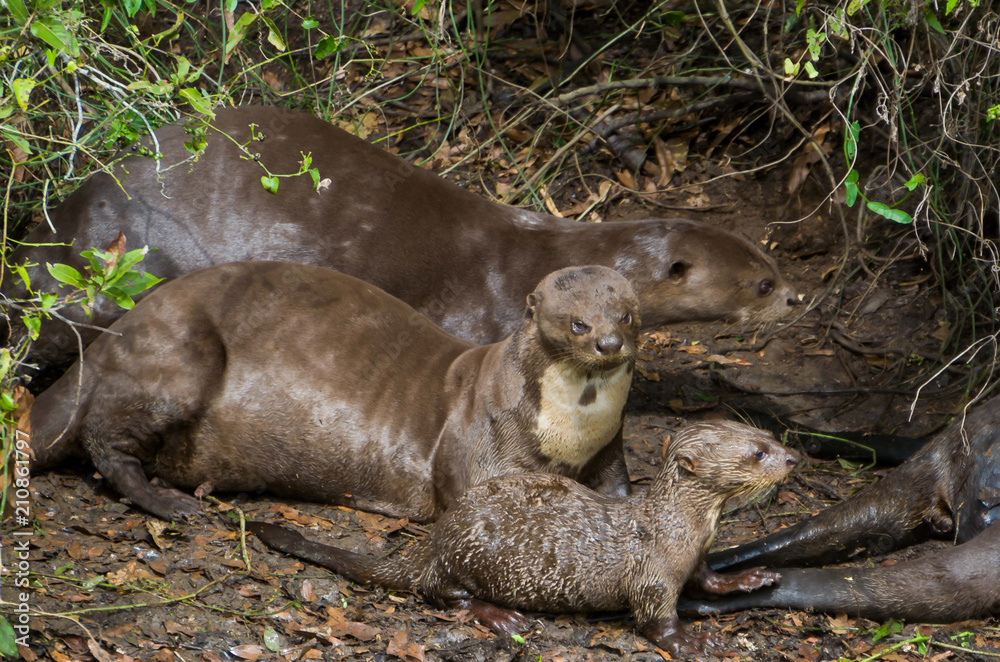 Family of otters in the Brazilian Pantanal Family of otters in the Brazilian Pantanal