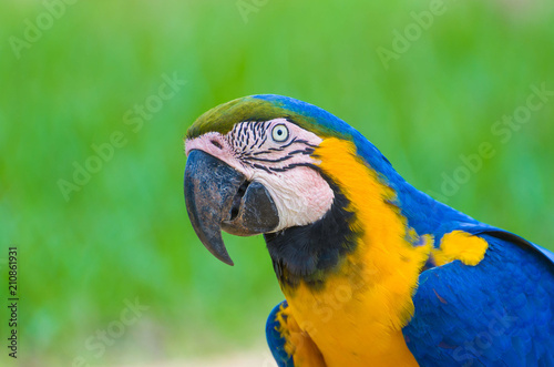 Beautiful Blue-and-yellow Macaw (Ara ararauna) in the Brazilian wetland.