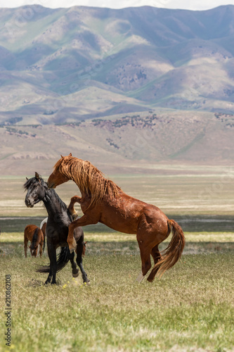 Wild horse Stallions Fighting © natureguy