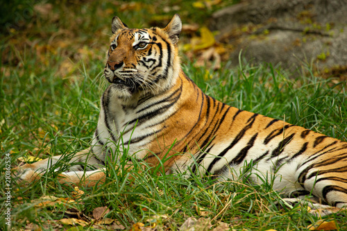 Close up headshot of Bengal tiger  amur tiger or Panthera tigris looking something in the field.