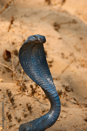 Dangers in India, poisonous snake on the beach, head of black cobra