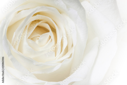 Close up of white rose