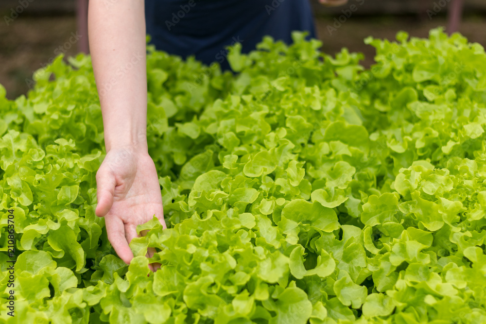 Hydroponic farming and hand checking the condition fo vegetable Hydroponic farming and hand checking the condition fo vegetable