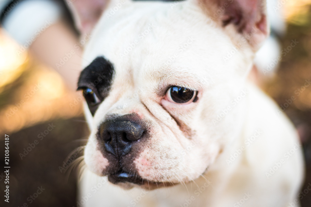 Sad face of French bulldog, close up of dog, slective focus