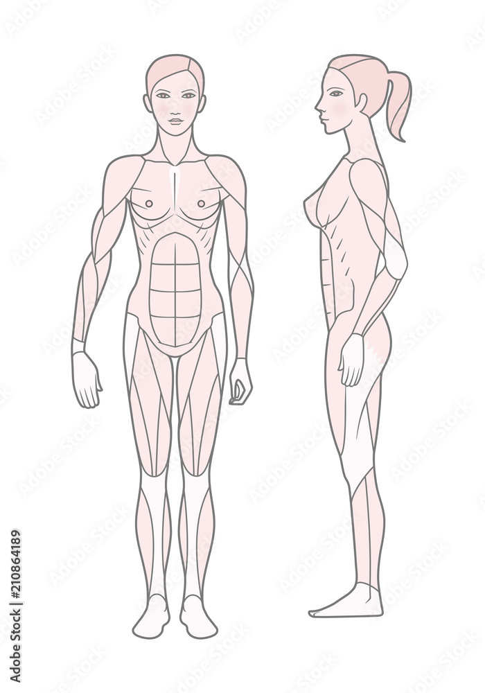 Template. Scheme of the muscular sistem of a woman. Front and side view. Vector. Isolated on white background.