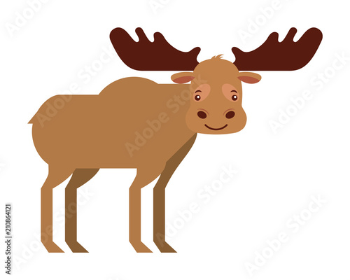 moose animal canada nature wild