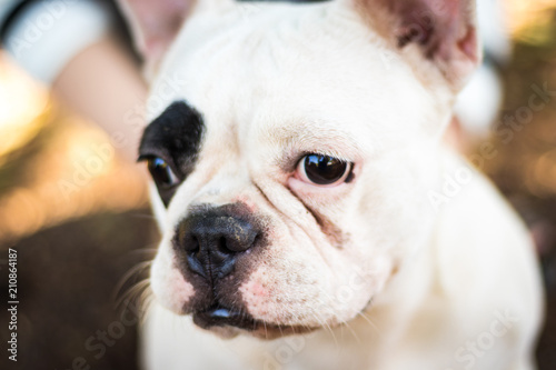 Sad face of French bulldog, close up of dog, slective focus © 1989STUDIO