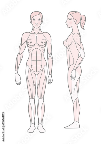 Template. Scheme of the muscular sistem of a woman. Front and side view. Vector. Isolated on white background.