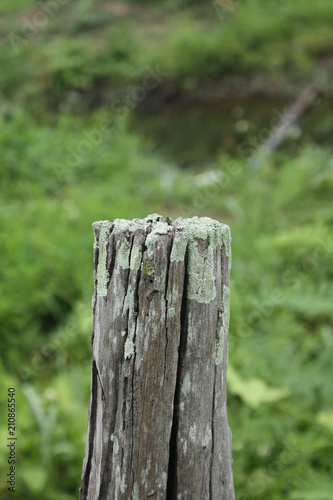 old wood fence on garden