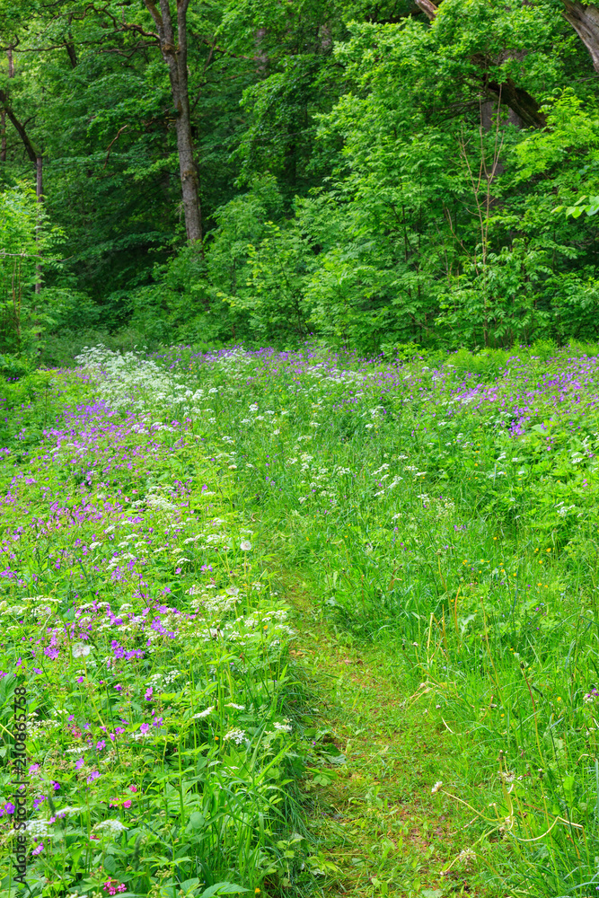 Obraz premium Footpath in summer meadow