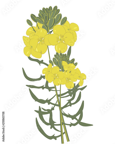 Mustard flowers isolated vector illustration on a white background