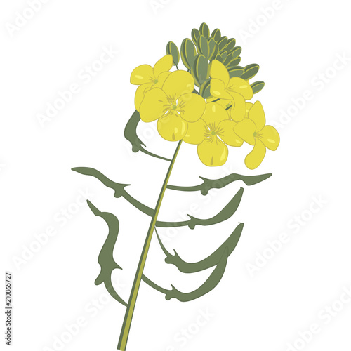 Mustard flower isolated vector illustration on a white background