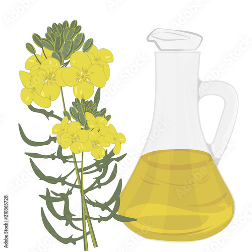 Organic Mustard Oil isolated vector illustration on a white background