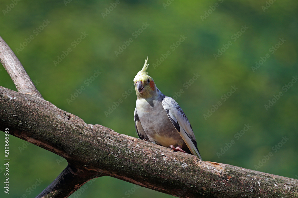 Naklejka premium männlicher Nymphensittich