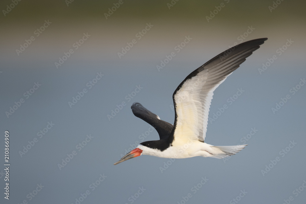 Naklejka premium Black skimmer
