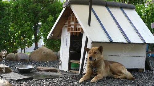 The Jindo dog is Korean National Monument number 53.