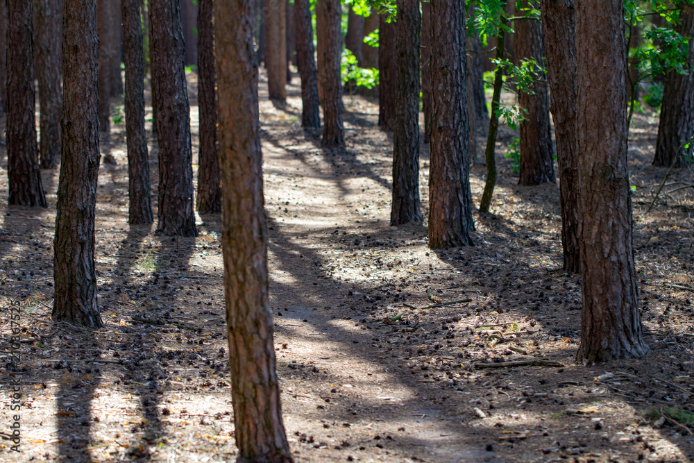 the footpath in the pine forest background the footpath in the pine forest background