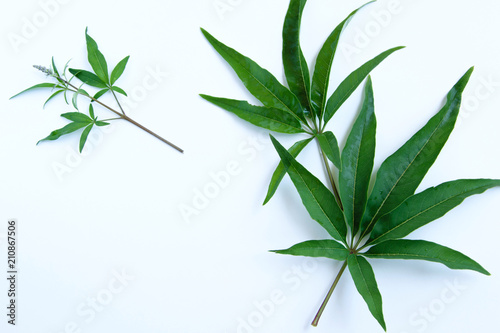 Isolated green leaves of a plant that looks like cannabis, on a white background photo