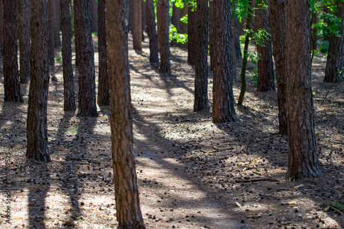 the footpath in the pine forest background