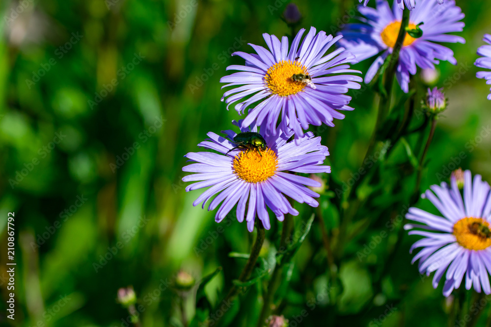 background of purple summer flowers and beautiful beetle background of purple summer flowers and beautiful beetle