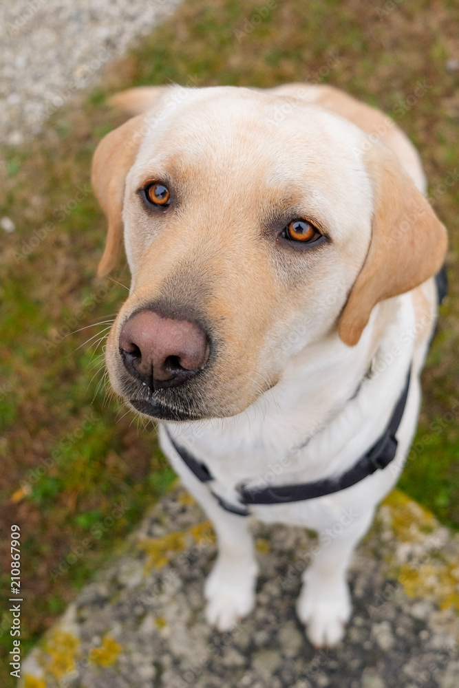 Uno stupendo Labrador