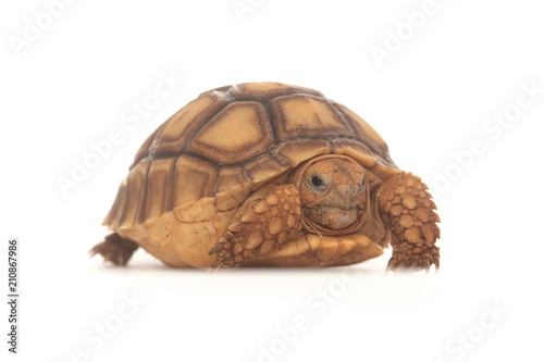 African Spurred Tortoise © Tony Campbell