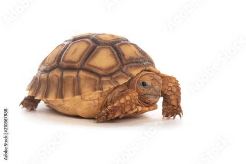 African Spurred Tortoise © Tony Campbell
