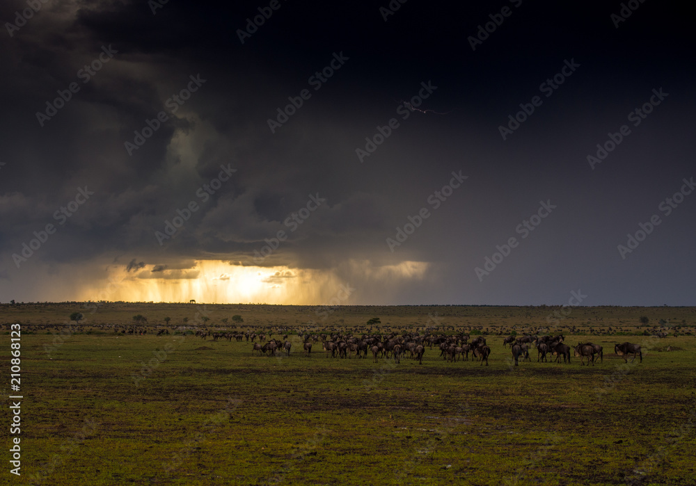 Fototapeta premium masai mara thunderstorm