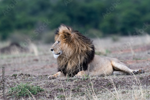 Fototapeta Naklejka Na Ścianę i Meble -  Male african lion