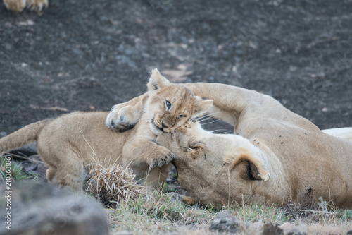 Fototapeta Naklejka Na Ścianę i Meble -  Lioness and its cub