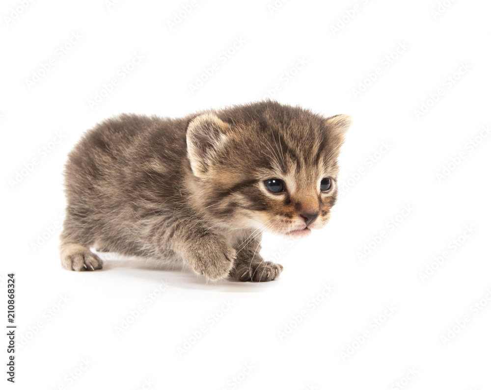 Cute tabby kitten