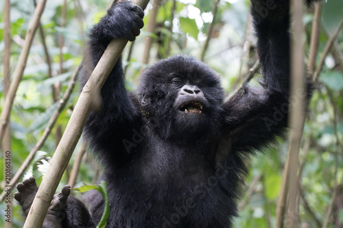 Baby gorilla in Rwanda