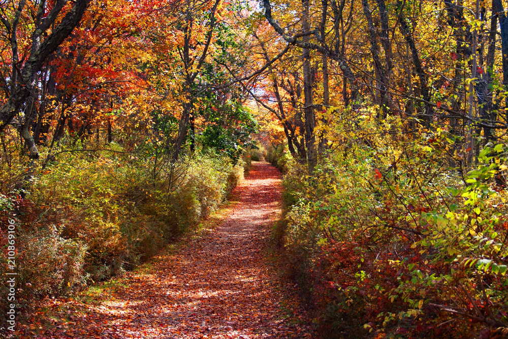 Autumn Path through woods