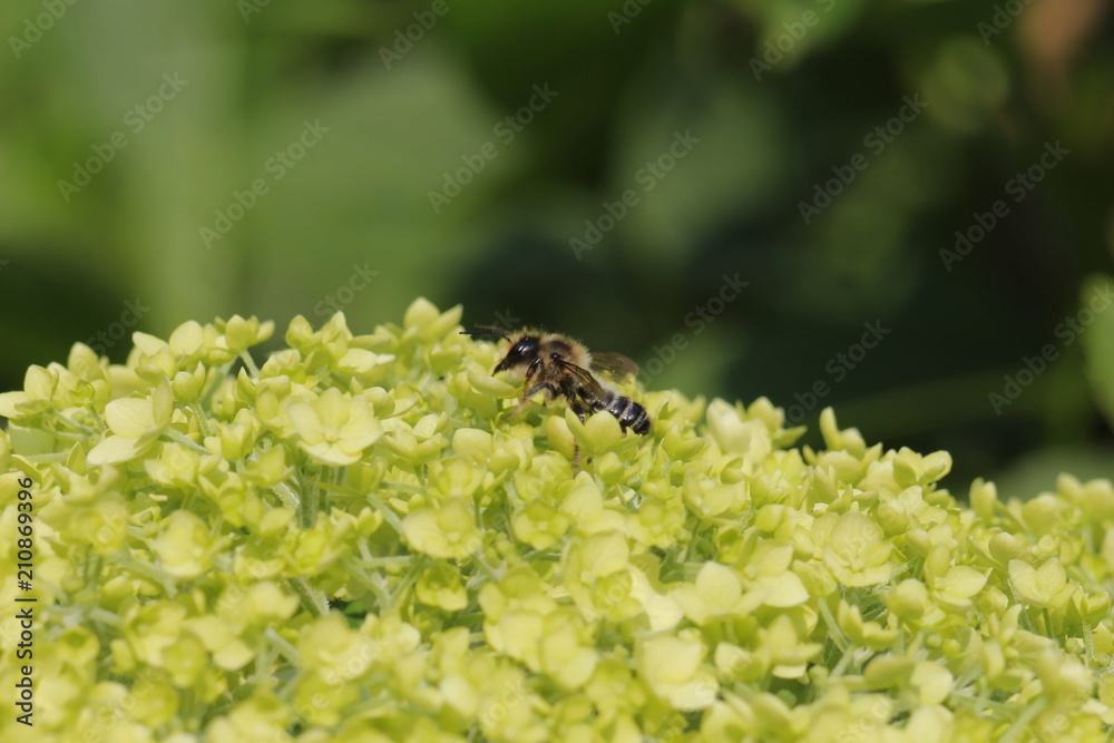 Wespe auf Hortensienblüte Ballhortensie (Hydrangea arborescens) Wespe auf Hortensienblüte Ballhortensie (Hydrangea arborescens)
