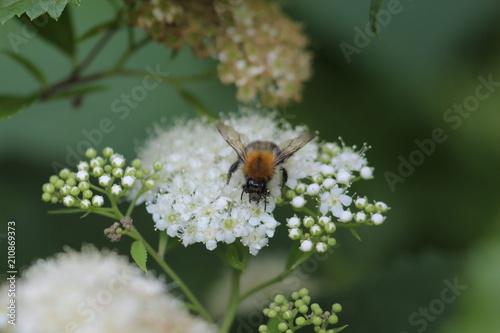 Hummel auf Spierstrauchblüte